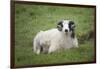 Sheep, Faeroese,-olbor-Framed Photographic Print