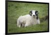 Sheep, Faeroese,-olbor-Framed Photographic Print