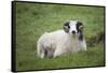 Sheep, Faeroese,-olbor-Framed Stretched Canvas