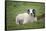 Sheep, Faeroese,-olbor-Framed Stretched Canvas