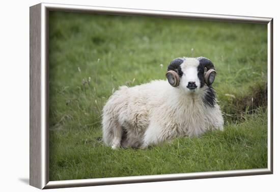 Sheep, Faeroese,-olbor-Framed Photographic Print