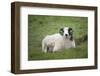 Sheep, Faeroese,-olbor-Framed Photographic Print