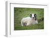 Sheep, Faeroese,-olbor-Framed Photographic Print