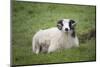 Sheep, Faeroese,-olbor-Mounted Photographic Print