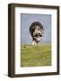 Sheep, Faeroese,-olbor-Framed Photographic Print