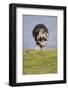 Sheep, Faeroese,-olbor-Framed Photographic Print