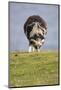 Sheep, Faeroese,-olbor-Mounted Photographic Print