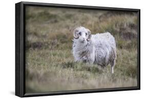 Sheep, Faeroese,-olbor-Framed Photographic Print