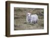Sheep, Faeroese,-olbor-Framed Photographic Print