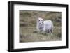 Sheep, Faeroese,-olbor-Framed Photographic Print