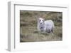 Sheep, Faeroese,-olbor-Framed Photographic Print