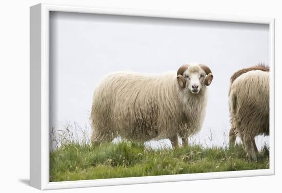 Sheep, Faeroese,-olbor-Framed Photographic Print