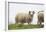 Sheep, Faeroese,-olbor-Framed Photographic Print