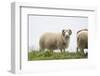 Sheep, Faeroese,-olbor-Framed Photographic Print