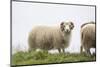 Sheep, Faeroese,-olbor-Mounted Photographic Print