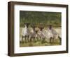 Sheep Family II-Ethan Harper-Framed Art Print