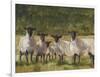 Sheep Family II-Ethan Harper-Framed Art Print