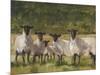 Sheep Family II-Ethan Harper-Mounted Art Print