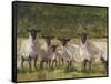 Sheep Family II-Ethan Harper-Framed Stretched Canvas