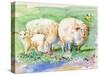 Sheep Family on the Farm-sylvia pimental-Stretched Canvas