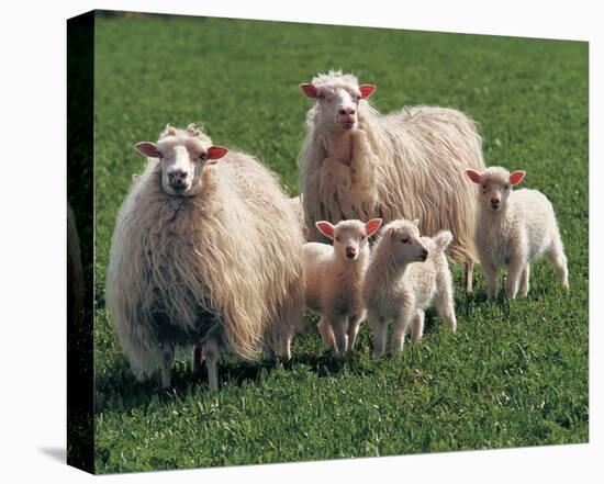 Sheep Family-null-Stretched Canvas