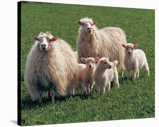 Sheep Family-null-Stretched Canvas