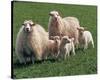 Sheep Family-null-Stretched Canvas