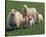 Sheep Family-null-Stretched Canvas