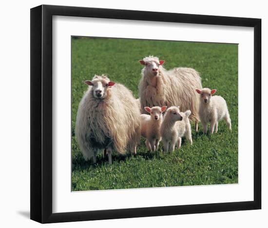 Sheep Family-null-Framed Art Print