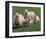 Sheep Family-null-Framed Art Print