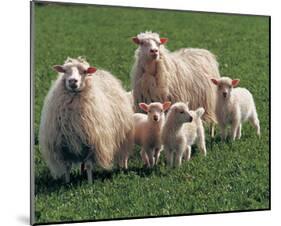Sheep Family-null-Mounted Art Print