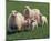 Sheep Family-null-Mounted Art Print