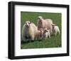 Sheep Family-null-Framed Art Print