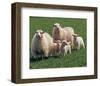 Sheep Family-null-Framed Art Print