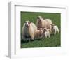 Sheep Family-null-Framed Art Print