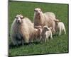 Sheep Family-null-Mounted Art Print