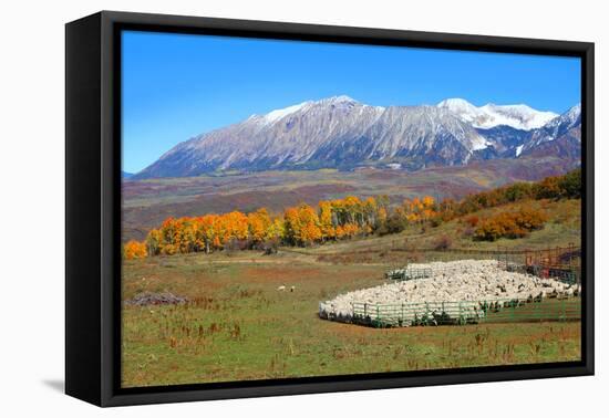 Sheep Farm near Kebler Pass in Colorado-SNEHITDESIGN-Framed Stretched Canvas