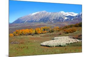 Sheep Farm near Kebler Pass in Colorado-SNEHITDESIGN-Mounted Photographic Print