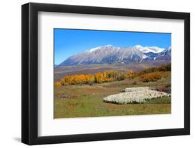 Sheep Farm near Kebler Pass in Colorado-SNEHITDESIGN-Framed Photographic Print