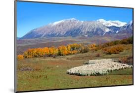 Sheep Farm near Kebler Pass in Colorado-SNEHITDESIGN-Mounted Photographic Print