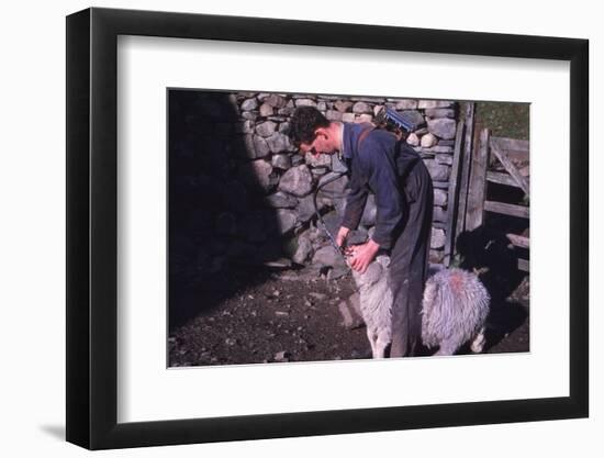 Sheep Farmer giving worm treatment to Ewe, English Lake District, c1960-CM Dixon-Framed Photographic Print