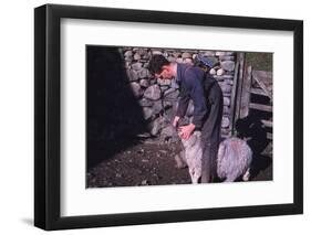 Sheep Farmer giving worm treatment to Ewe, English Lake District, c1960-CM Dixon-Framed Photographic Print