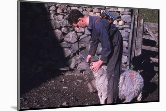 Sheep Farmer giving worm treatment to Ewe, English Lake District, c1960-CM Dixon-Mounted Photographic Print