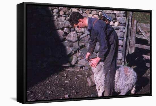 Sheep Farmer giving worm treatment to Ewe, English Lake District, c1960-CM Dixon-Framed Stretched Canvas