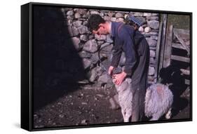 Sheep Farmer giving worm treatment to Ewe, English Lake District, c1960-CM Dixon-Framed Stretched Canvas