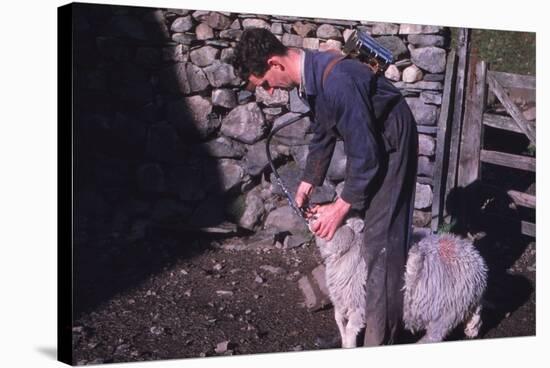 Sheep Farmer giving worm treatment to Ewe, English Lake District, c1960-CM Dixon-Stretched Canvas