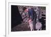 Sheep Farmer giving worm treatment to Ewe, English Lake District, c1960-CM Dixon-Framed Photographic Print