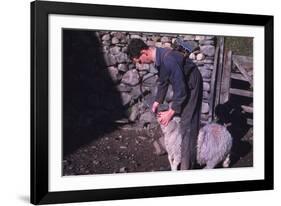 Sheep Farmer giving worm treatment to Ewe, English Lake District, c1960-CM Dixon-Framed Photographic Print