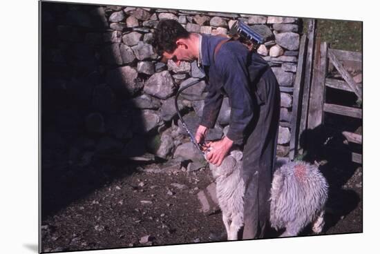 Sheep Farmer giving worm treatment to Ewe, English Lake District, c1960-CM Dixon-Mounted Photographic Print
