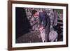 Sheep Farmer giving worm treatment to Ewe, English Lake District, c1960-CM Dixon-Framed Photographic Print